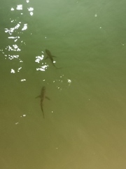 Carcharhinus limbatus