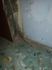 Phyllodactylus reissii