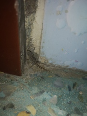 Phyllodactylus reissii