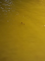 Rhinoptera steindachneri