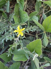 Tribulus cistoides