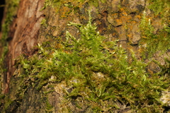 Hypnum resupinatum
