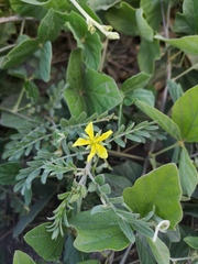 Tribulus cistoides