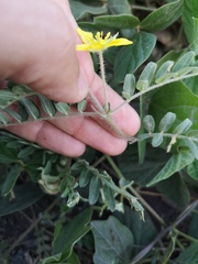 Tribulus cistoides