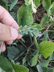 Tribulus cistoides