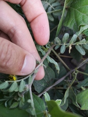Tribulus cistoides
