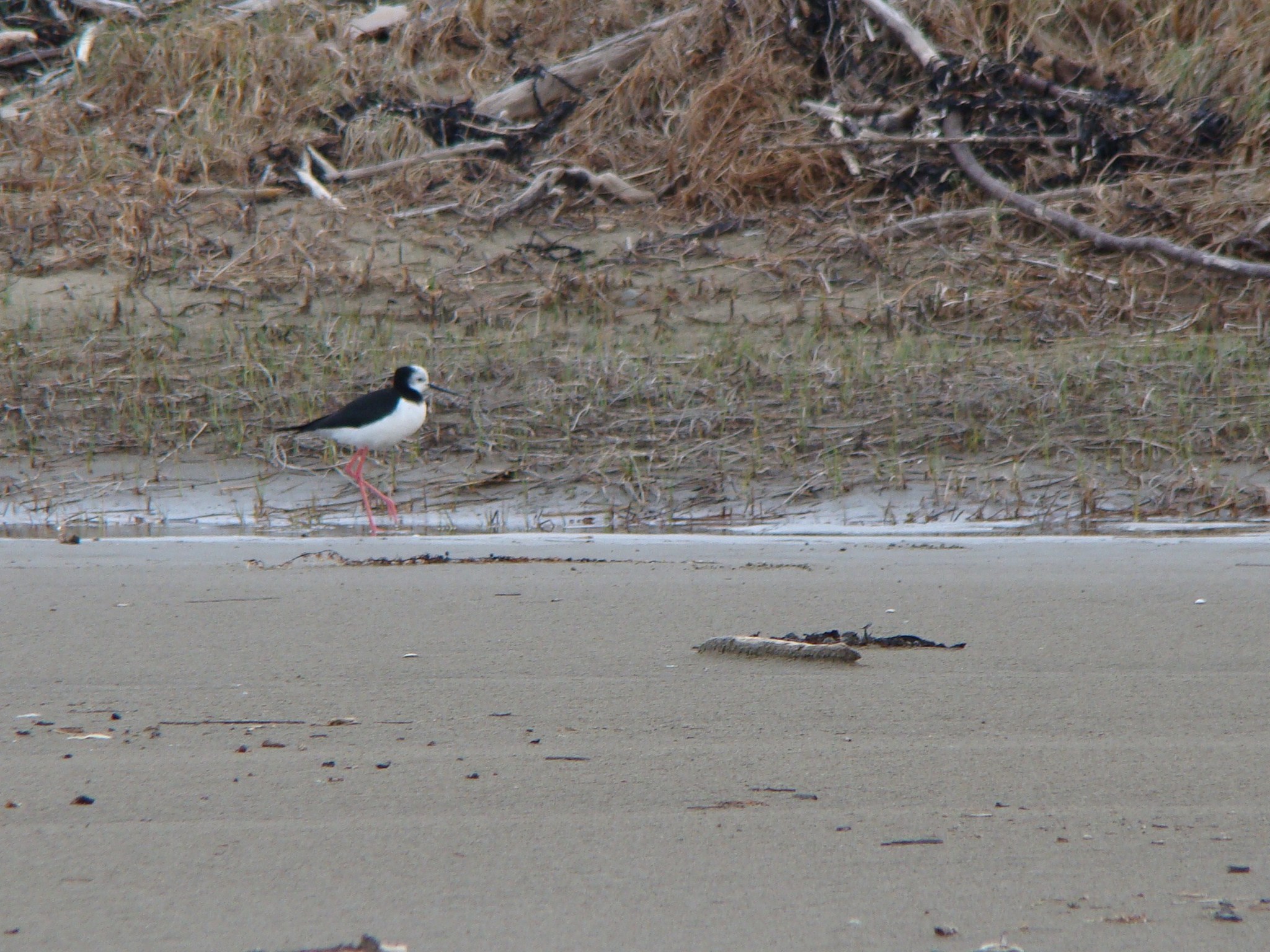 Pied Stilt