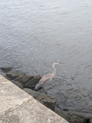 iNaturalist observation 2025-08-14