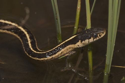 iNaturalist observation photo of Western Terrestrial Garter Snake