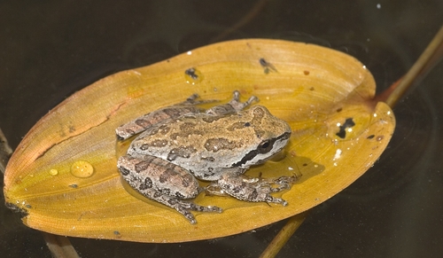 iNaturalist observation photo of Pacific chorus frog