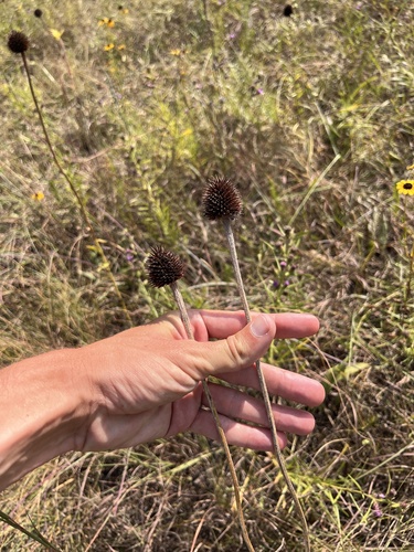 Echinacea paradoxa, photograph 2