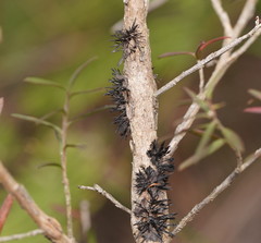 Septobasidium clelandii
