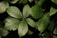 Rubus cissburiensis