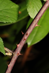 Rubus cissburiensis