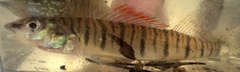 Gulf Logperch photo 5