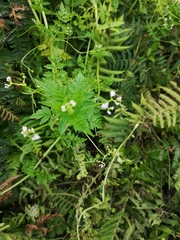 Valeriana chaerophylloides