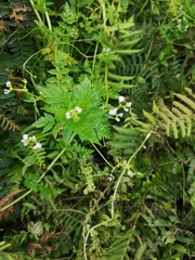 Valeriana chaerophylloides