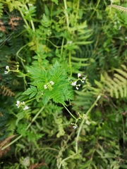 Valeriana chaerophylloides