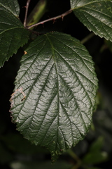 Rubus cissburiensis