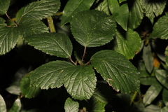 Rubus cissburiensis