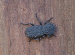 Phloeodes plicatus