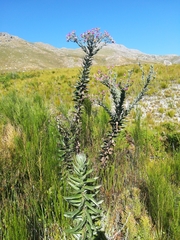 Senecio speciosissimus