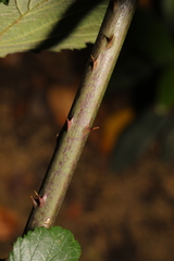 Rubus cissburiensis