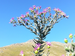 Senecio speciosissimus