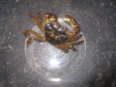 Longpotamon depressum