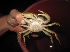 Longpotamon depressum