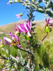 Senecio speciosissimus