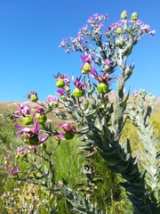 Senecio speciosissimus