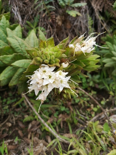 Cantua quercifolia (Cantua quercifolia)