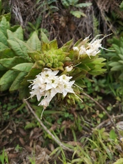 Cantua quercifolia