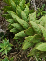 Cantua quercifolia
