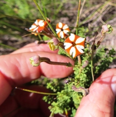Jamesbrittenia albomarginata