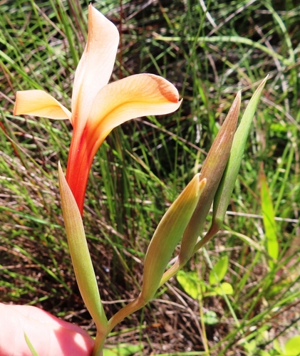 Image of Gladiolus miniatus by (c) linkie, some rights reserved (CC BY)