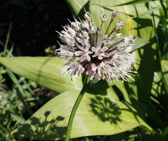Allium ochotense