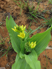 Hypoxis colchicifolia