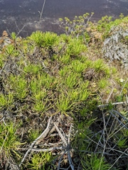 Darwiniothamnus tenuifolius