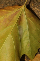 Phyllonorycter platani