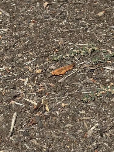 Carolina Grasshopper