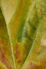 Phyllonorycter platani