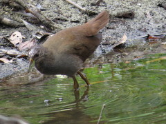 Amaurornis moluccana