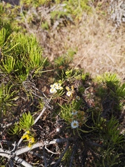 Darwiniothamnus tenuifolius