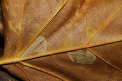 Phyllonorycter platani