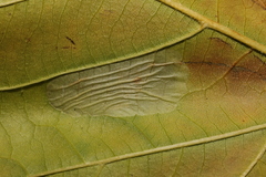 Phyllonorycter platani