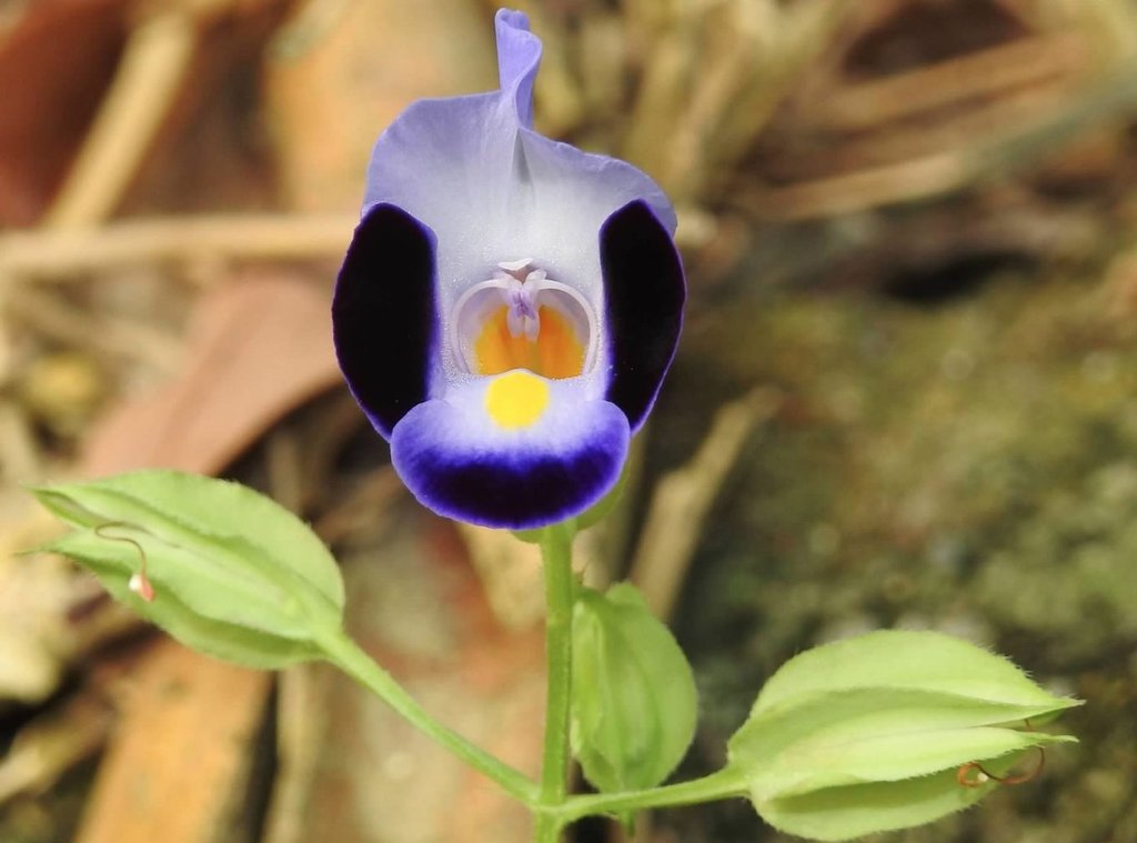Torenia fournieri