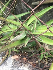 Kalanchoe daigremontiana