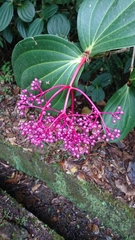 Medinilla speciosa